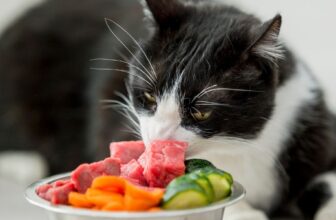 How Do I Transition My Pet to a New Food?